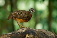 Koroptev sabazska - Tropicoperdix graydoni - Sabah Partridge o1987